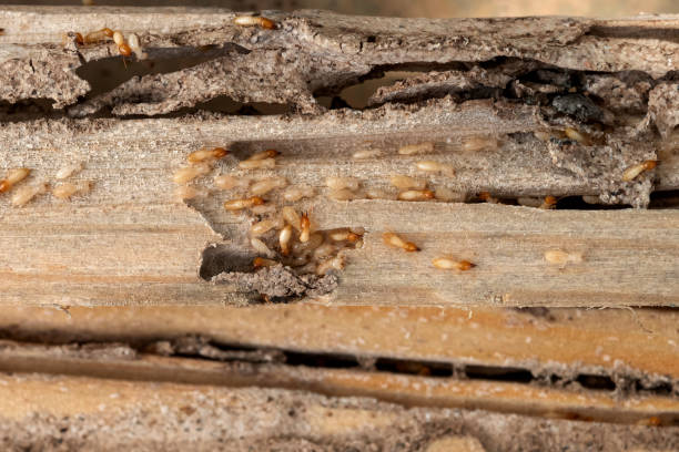 Best Emergency Pest Control  in Broxton, GA